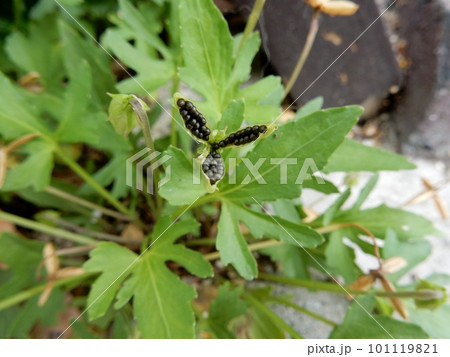 クワガタスミレの種 101119821