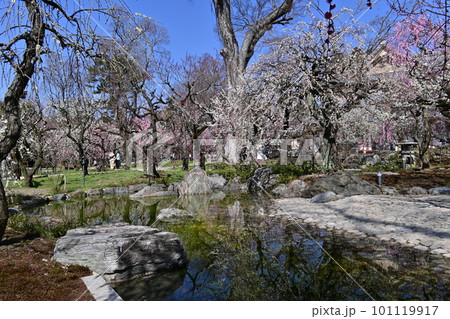 北野天満宮　梅花 101119917