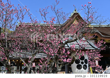 北野天満宮　梅花 101119919