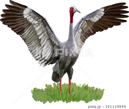 Sarus Crane bird spread the wings on green grass 101119949