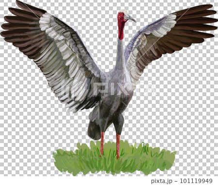 Sarus Crane bird spread the wings on green grass 101119949