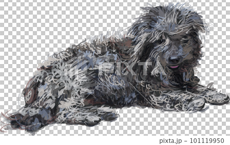 Drawing of lying poor Shih-tzu dog 101119950