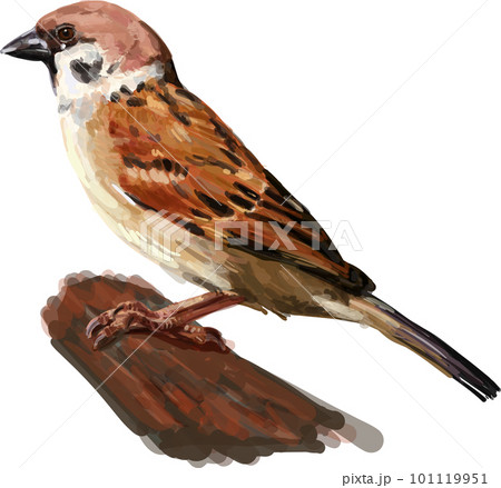 Drawing of lying poor Shih-tzu dog 101119951