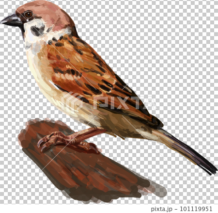 Drawing of lying poor Shih-tzu dog 101119951