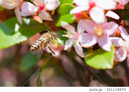 姫シャリンバイ 素材 背景 姫シャリンバイ 素材 背景 101119974