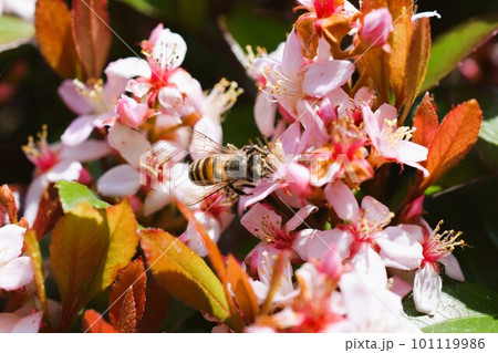 姫シャリンバイ　素材　背景　 101119986