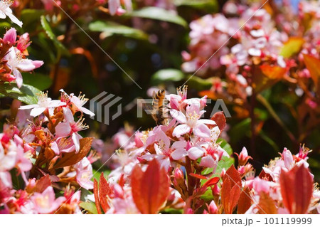 姫シャリンバイ　素材　背景　 101119999