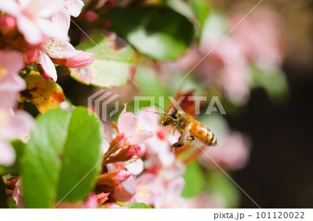 姫シャリンバイ　素材　背景　 101120022