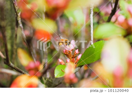 姫シャリンバイ　素材　背景　 101120040