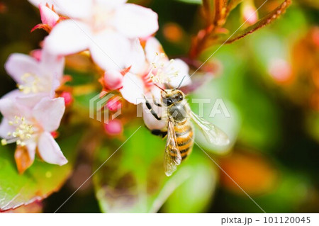 姫シャリンバイ 素材 背景 姫シャリンバイ 素材 背景 101120045
