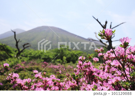 鹿ヶ原のミヤマキリシマが見守る高千穂峰 鹿ヶ原のミヤマキリシマが見守る高千穂峰 101120088
