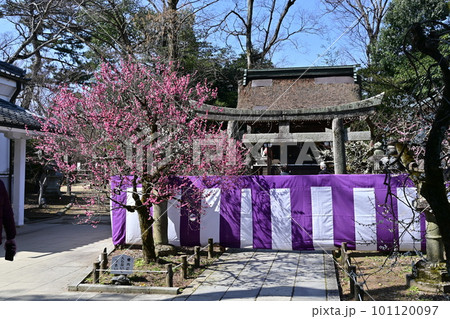 北野天満宮 梅花 北野天満宮 梅花 101120097