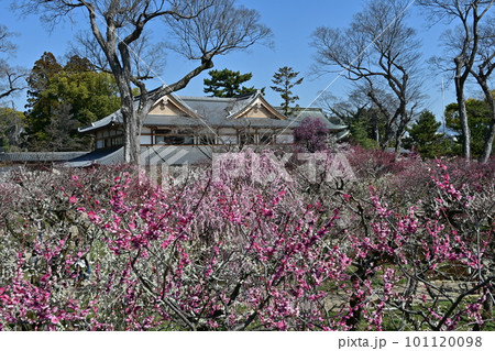 北野天満宮　梅花 101120098
