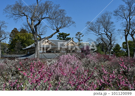 北野天満宮 梅花 北野天満宮 梅花 101120099