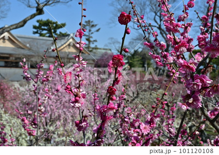 北野天満宮 梅花 北野天満宮 梅花 101120108
