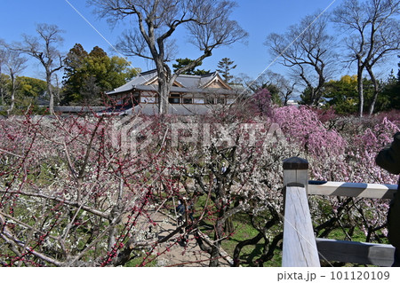北野天満宮　梅花 101120109