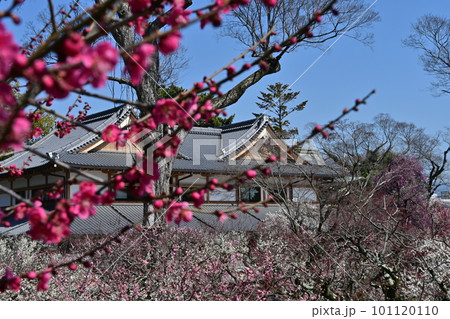 北野天満宮 梅花 北野天満宮 梅花 101120110
