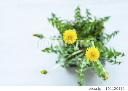 春に咲くたんぽぽ 101120111