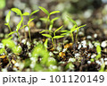 発芽したばかりの双葉 101120149