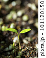 土の中から出てきた新芽 101120150