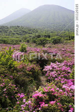 ツツジが咲く鹿ヶ原の溝 101120185