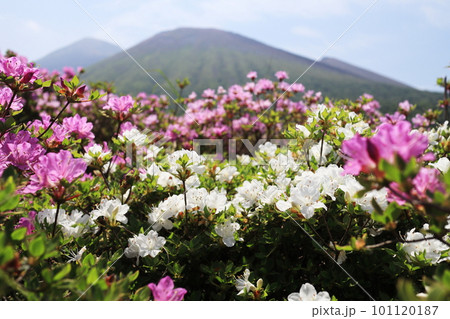 高千穂峰を見つめる白とピンクのミヤマキリシマ 101120187