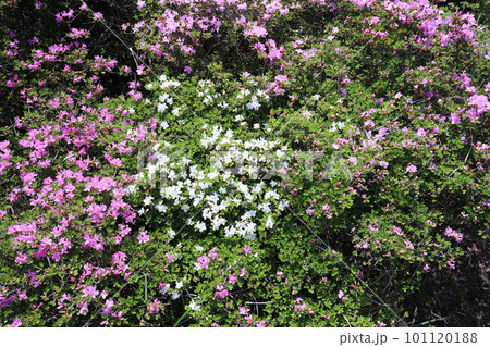 珍しい鹿の原の白いミヤマキリシマ 101120188