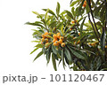 良く茂った葉とオレンジ色に実った枇杷の実 101120467