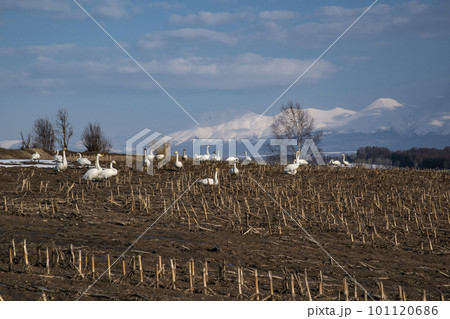冬の畑に集まったハクチョウ 101120686