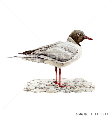 Black-headed gull watercolor illustration. Hand drawn seagull standing on pebble ground. Wildlife seashore bird. Waterfowl bird isolated on white background 101120913