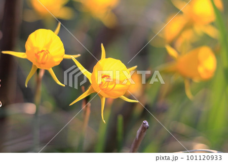 ペチコートスイセンの花の接写 101120933
