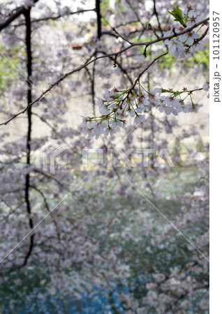 桜の花びら 桜の花びら 101120957