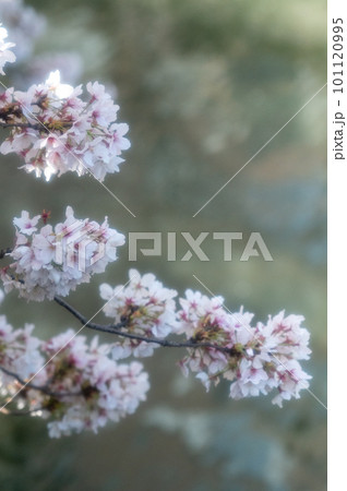 桜の花びら 桜の花びら 101120995