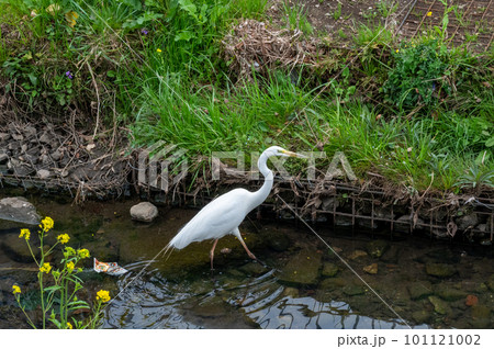 白鷺 101121002