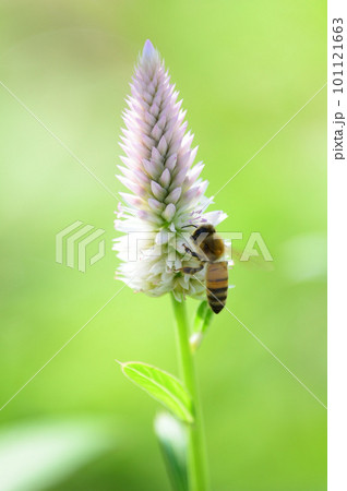 蜜を吸うミツバチ 蜜を吸うミツバチ 101121663