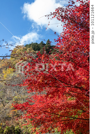 小河内ダムの紅葉 小河内ダムの紅葉 101121664