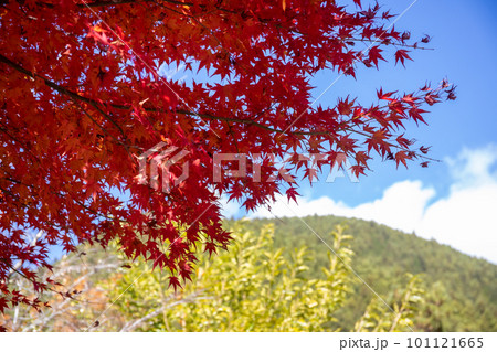 小河内ダムの紅葉 小河内ダムの紅葉 101121665