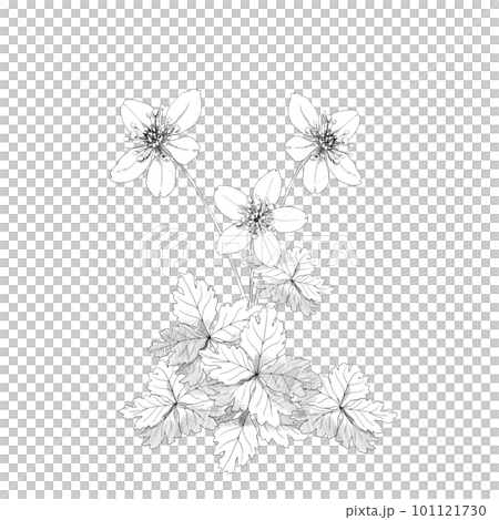 バイカオウレンの手描き線画イラスト バイカオウレンの手描き線画イラスト 101121730
