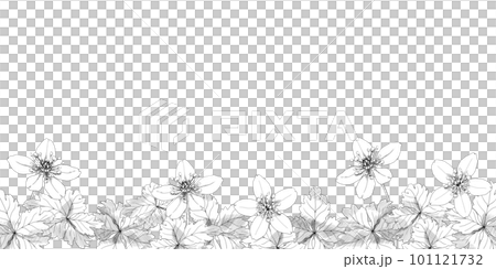 バイカオウレンの線画イラスト 背景フレーム バイカオウレンの線画イラスト 背景フレーム 101121732