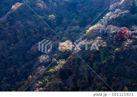 奥多摩の紅葉 奥多摩の紅葉 101121921