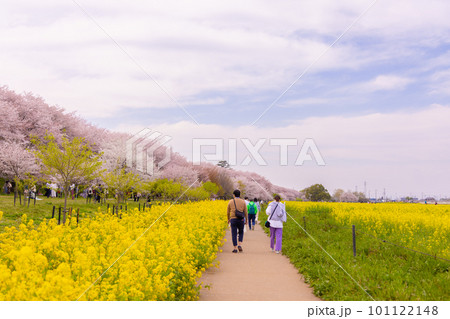 権現堂堤の菜の花と桜並木 権現堂堤の菜の花と桜並木 101122148