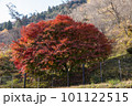 奥多摩の紅葉 奥多摩の紅葉 101122515
