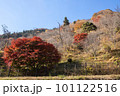奥多摩の紅葉 奥多摩の紅葉 101122516