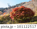 奥多摩の紅葉 奥多摩の紅葉 101122517