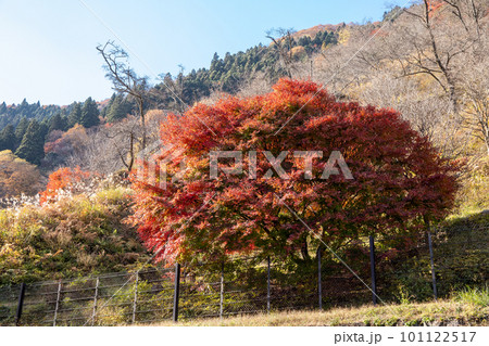 奥多摩の紅葉 奥多摩の紅葉 101122517