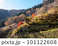 奥多摩の紅葉 奥多摩の紅葉 101122608