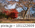 奥多摩の紅葉 奥多摩の紅葉 101122609
