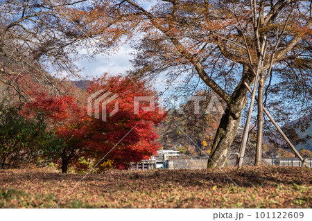 奥多摩の紅葉 101122609