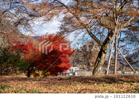 奥多摩の紅葉 101122610