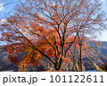 奥多摩の紅葉 奥多摩の紅葉 101122611